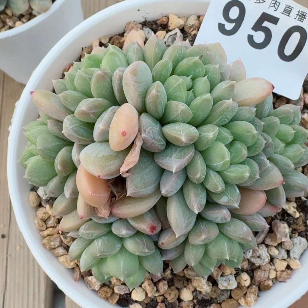 百达翡翠      愿你一路坦途，乘风破浪展宏图