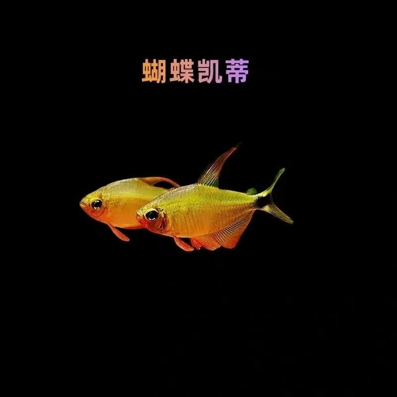 [蝴蝶凯蒂灯鱼]南美凯蒂灯群游灯鱼热带观赏草缸活体淡水塔河水族