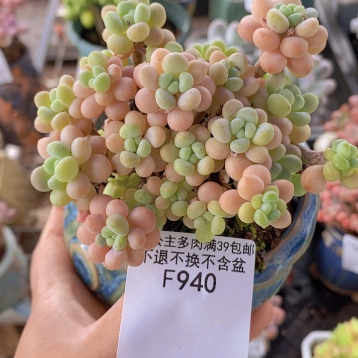 花朵鱼子酱8cm940多肉植物
