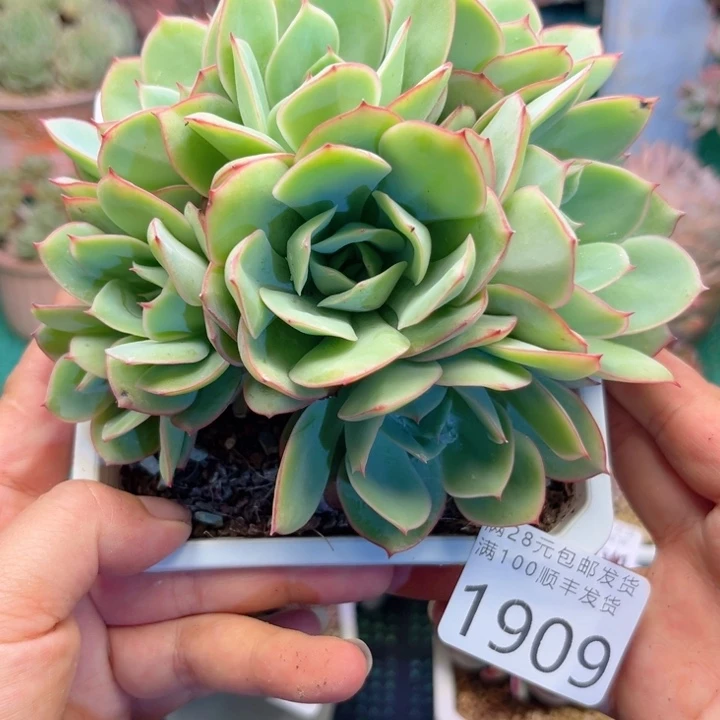 大1909（nfbvbvvbbn