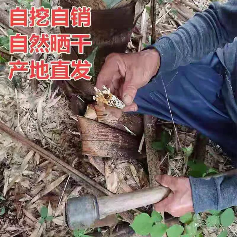 （高山好物）野外山货金蝉花虫草