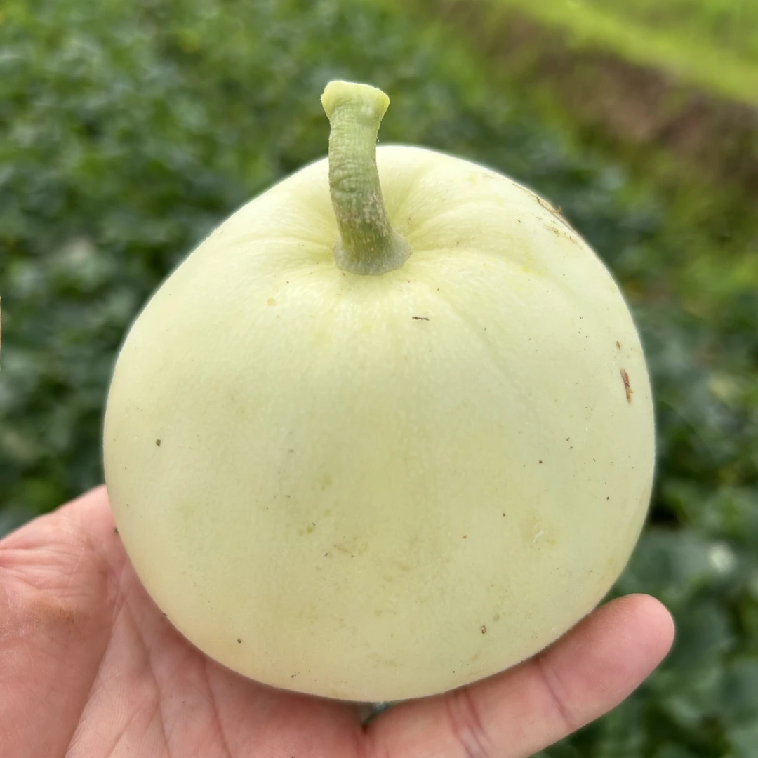 【顺丰包邮】衡阳本地香瓜绿宝甜瓜现摘现发清甜可口