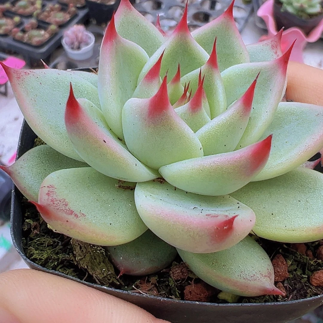 单头托斯卡19包邮多肉