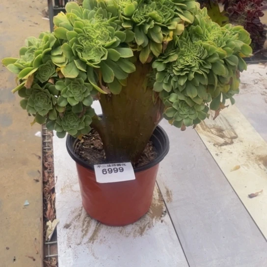 6999，绿羊绒缀包邮