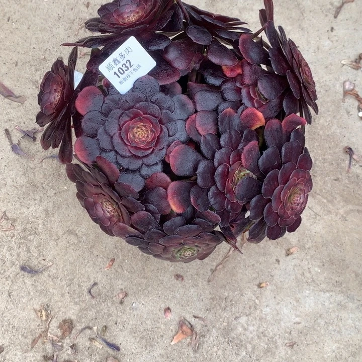 1032黑萝莉多肉植物