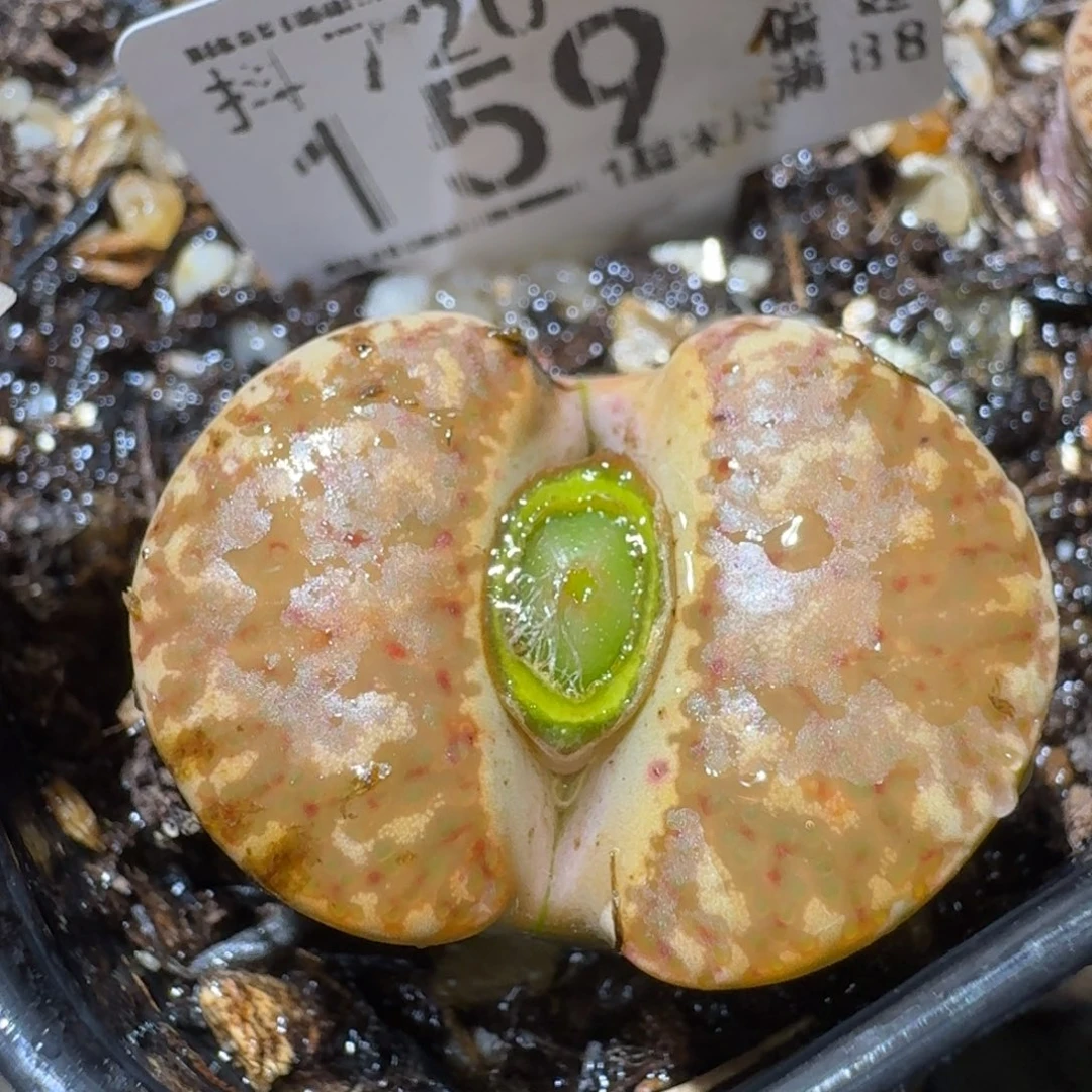 Sss生石花清货159