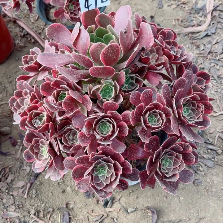472金丝雀多肉法师