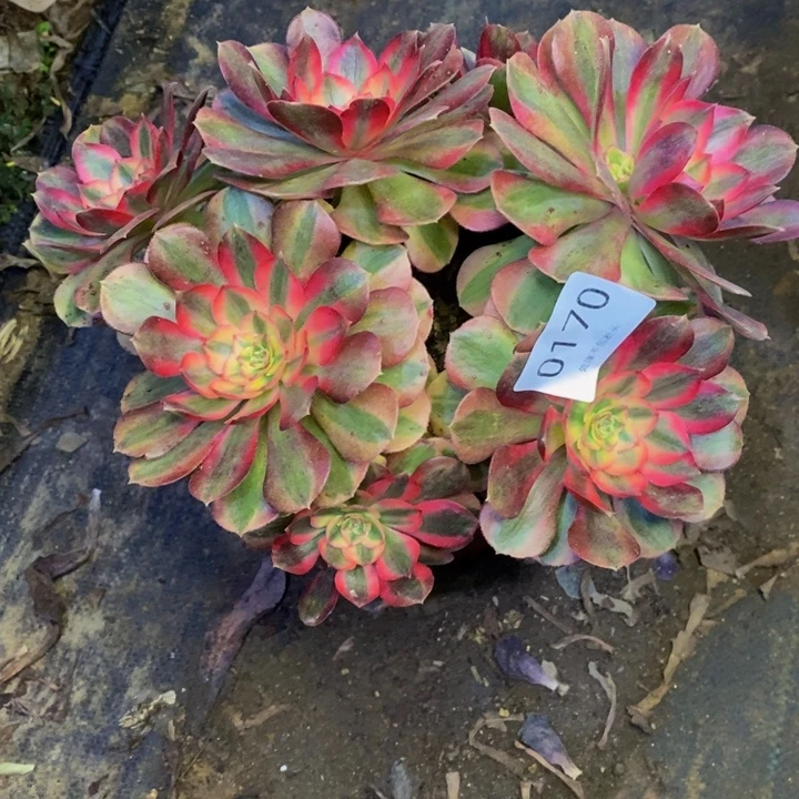 荔枝多肉断头不包0170