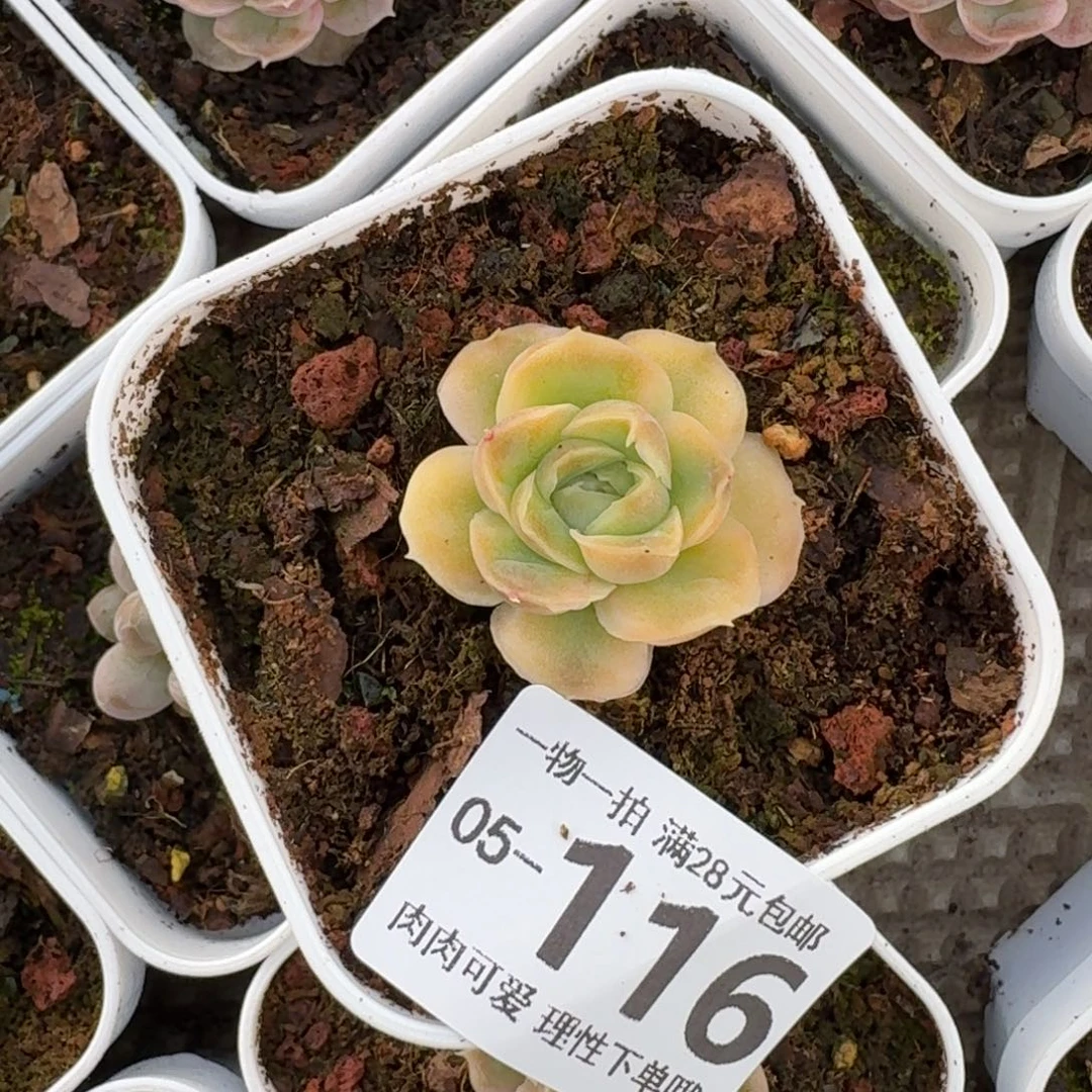 水晶虾饺无盆土发货无