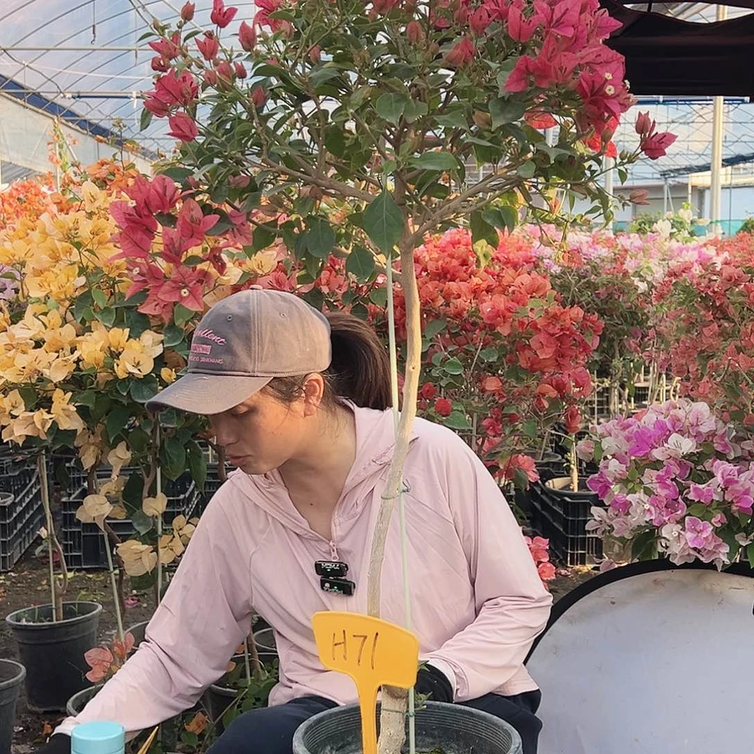 朱***园大部分花苞少量开放H71酒红