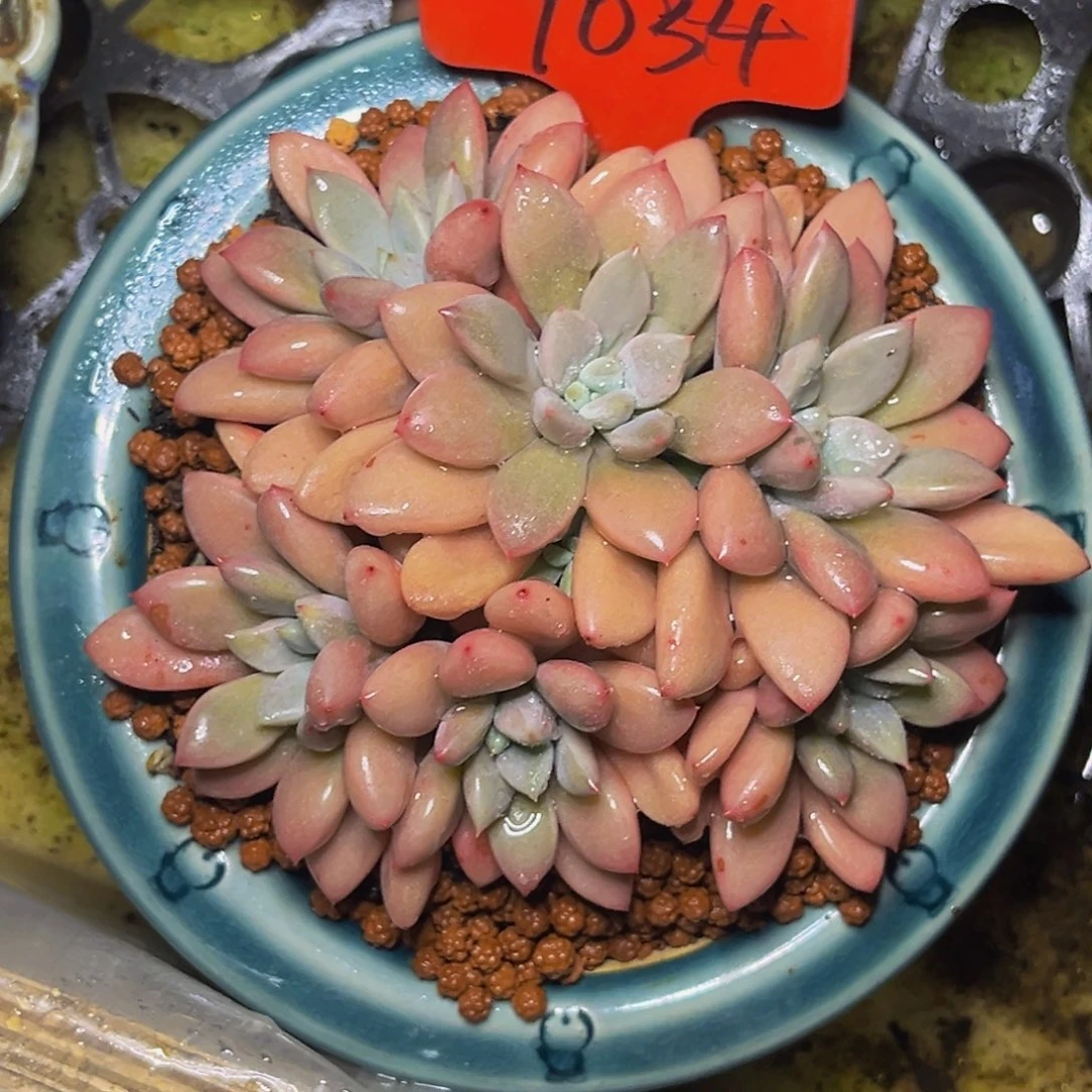 9034号晚上多肉植物群生多肉植物