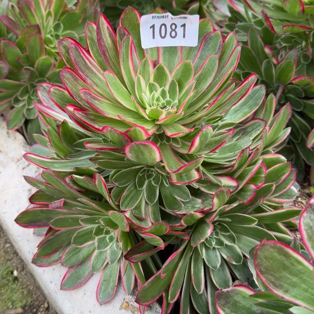 1081孔雀翎。多肉植物