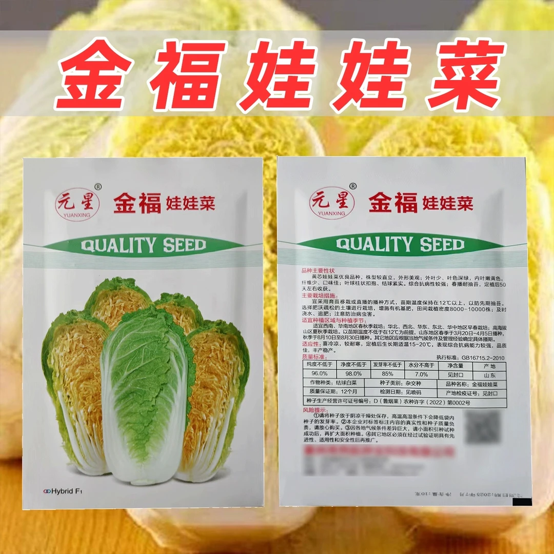 金福娃娃菜种子株型较直立叶色深绿纤维少结球紧实抗病强耐抽苔