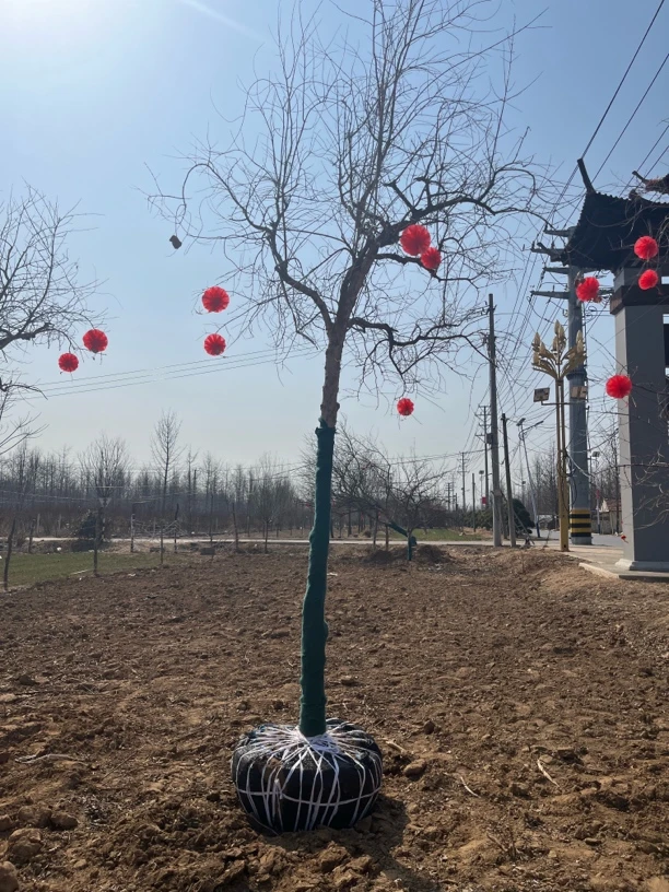 精品高杆苗木，各种绿化苗木景观苗木