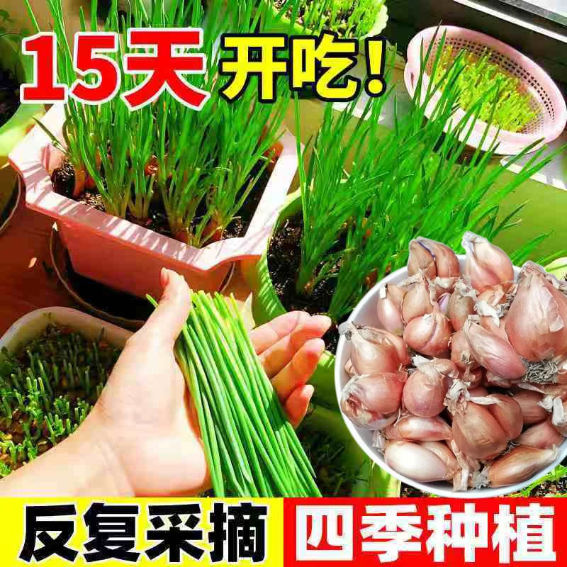 长期供应黄葱头四季小香葱红葱头干葱头火葱洋葱食用种植盆栽炸油