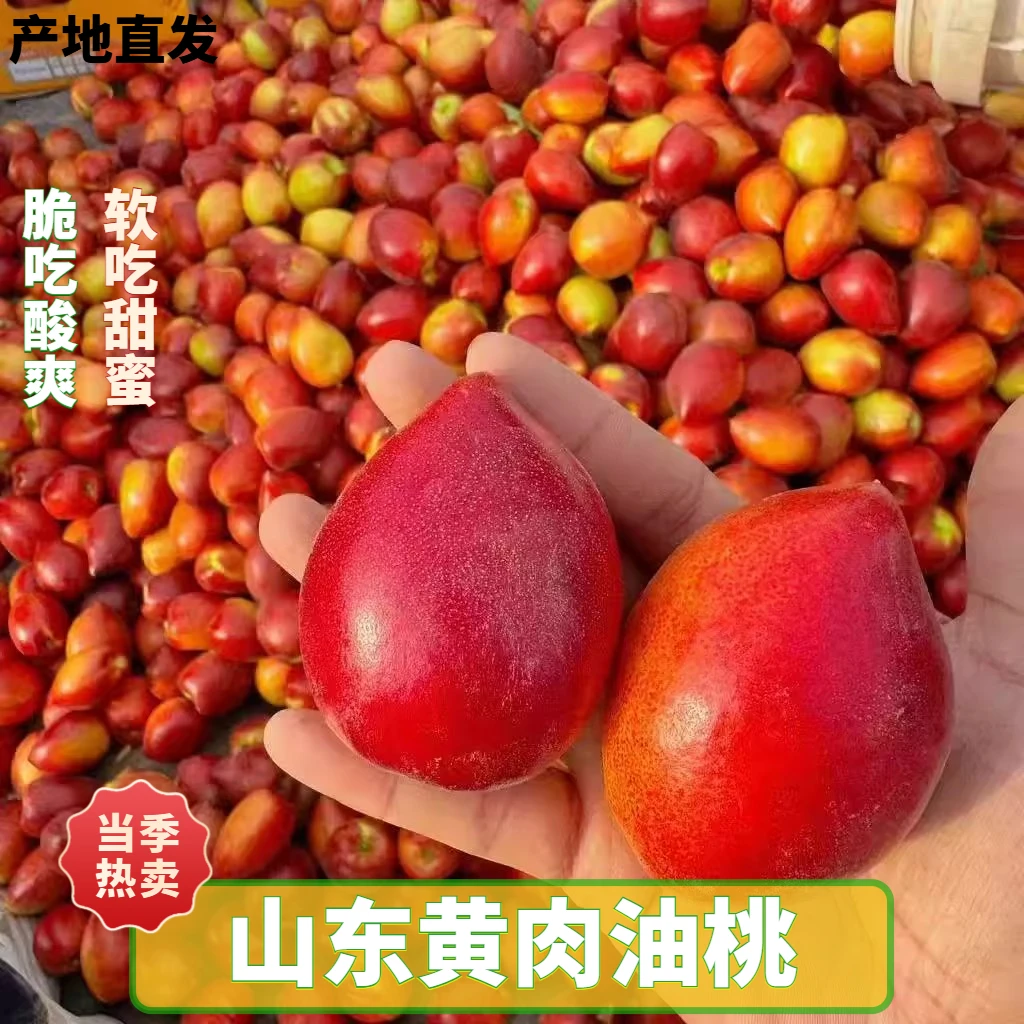 山东当季头茬黄肉油桃脆甜黄心油桃新鲜采摘产地直发孕妇水果脆桃