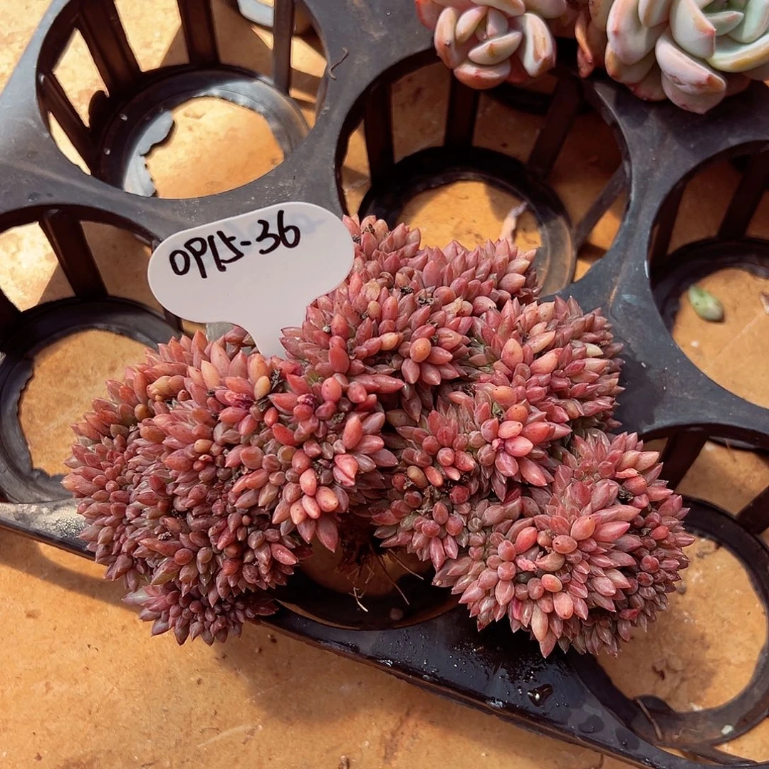 0915-36绝绝红蜻蜓缀