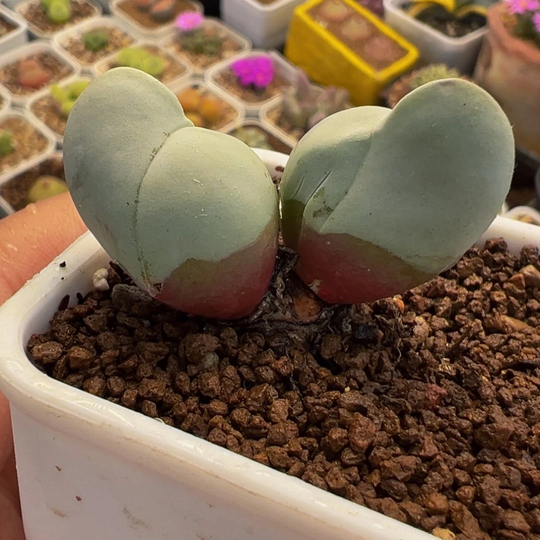 白魔多肉植物盆栽