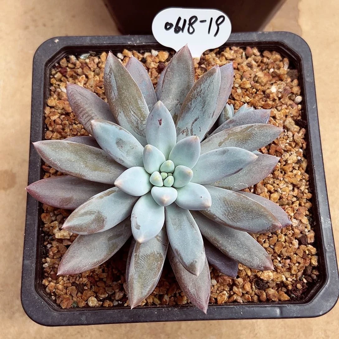 0618-19哥特萝莉。