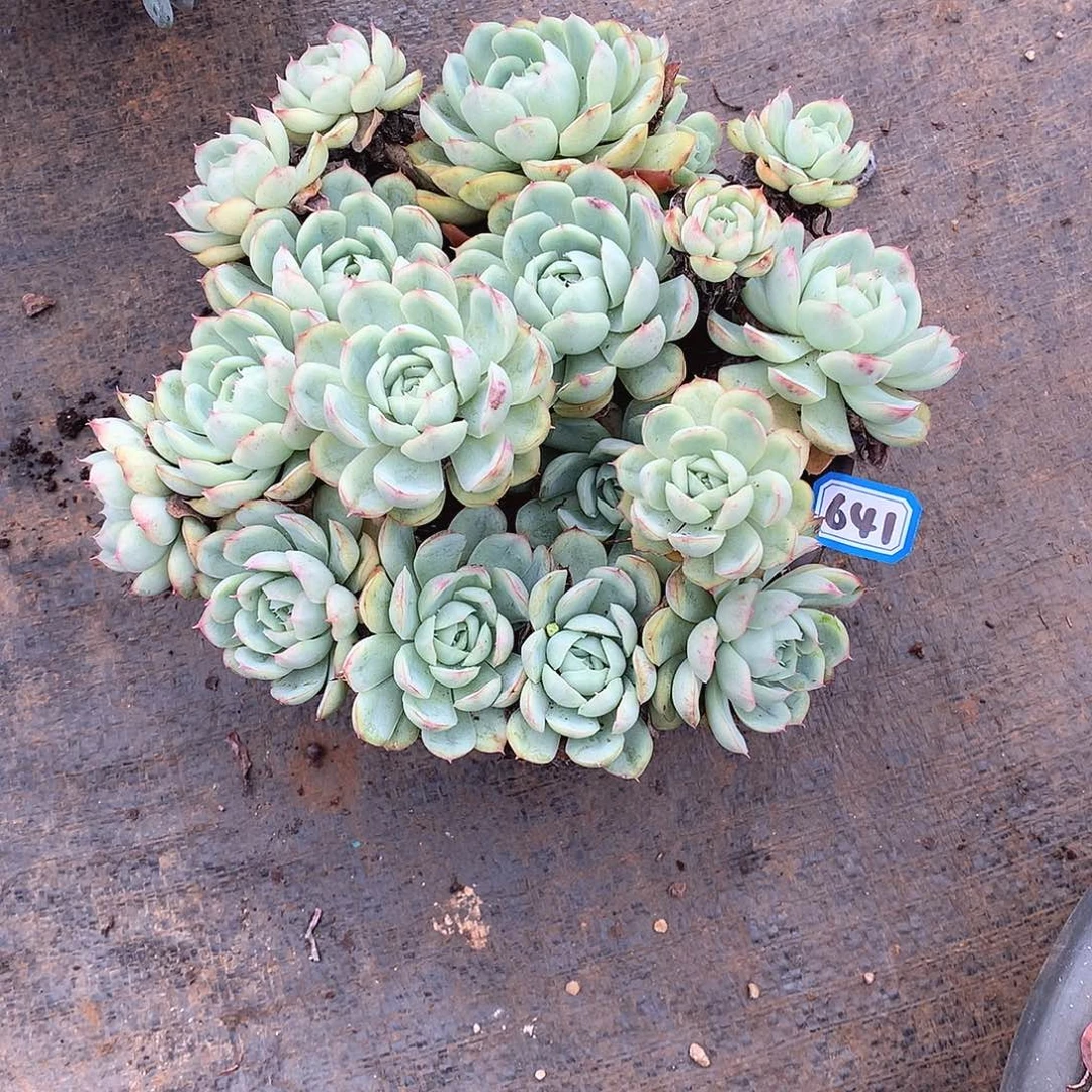 641草莓冰一物一拍多肉