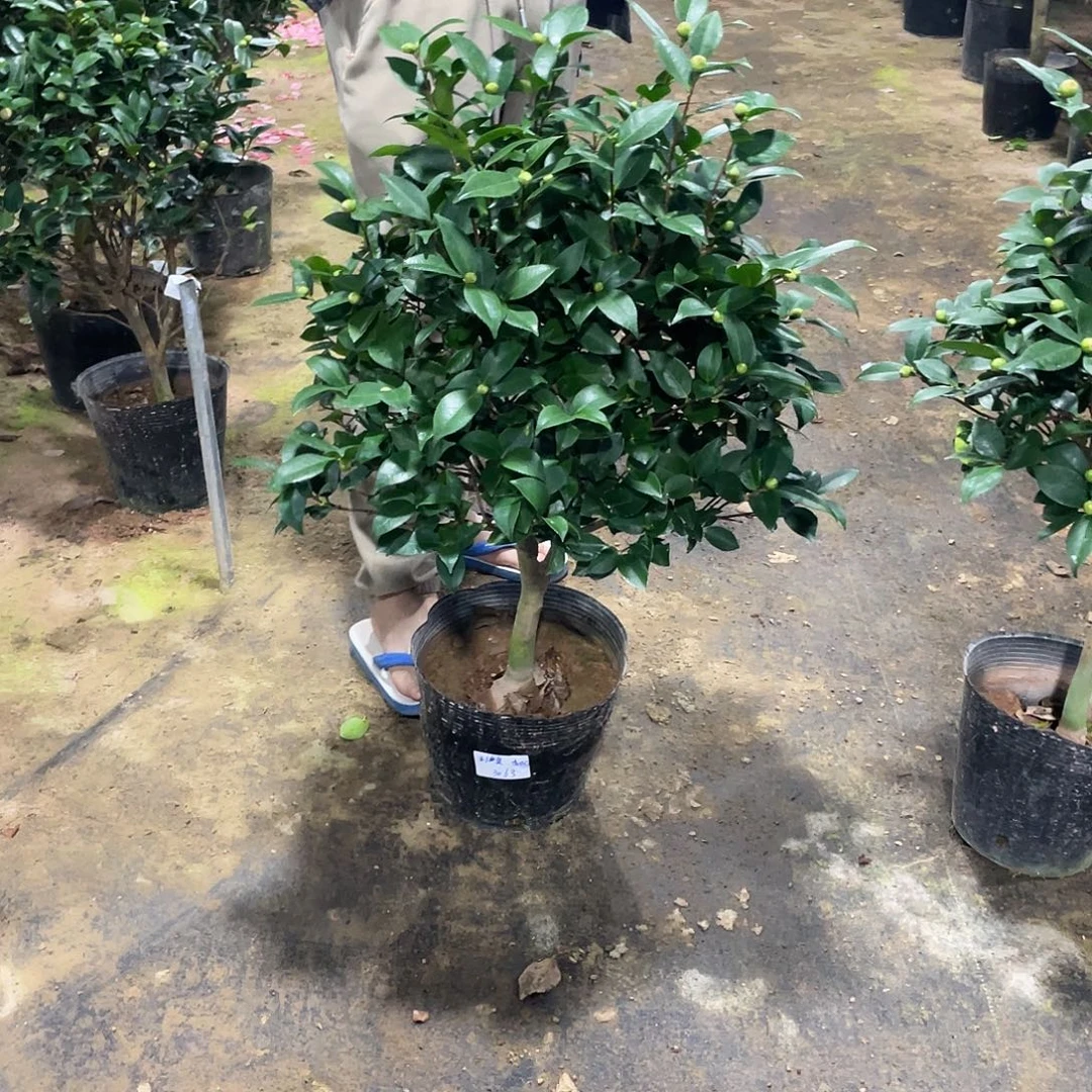 别***装全部花朵香妃11111