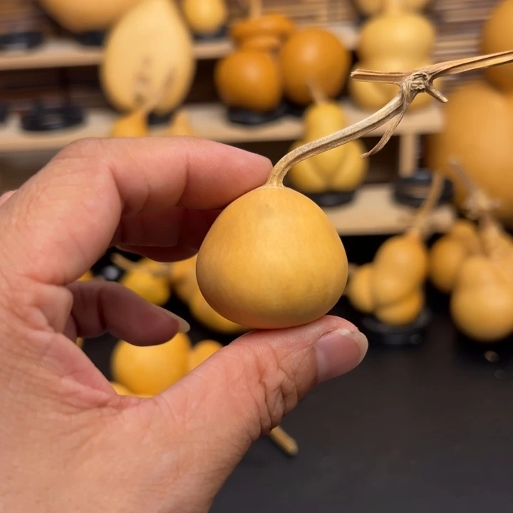 ?***?all15565666666699