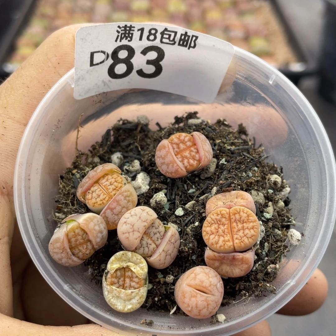 红陶00000000000000127