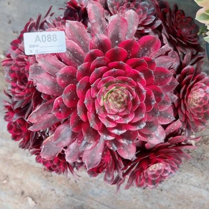 088美肌多肉植物