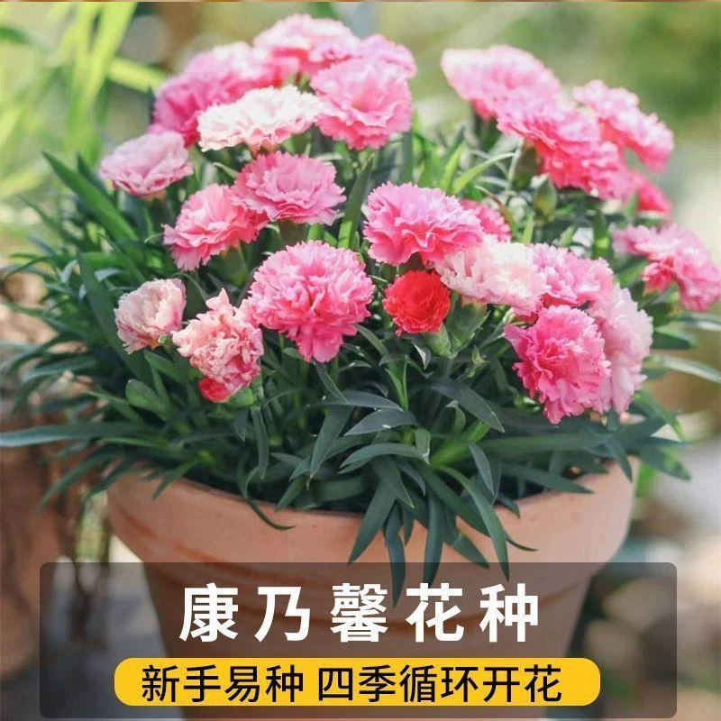 【康乃馨种子】家庭阳台小院花海打造四季种植