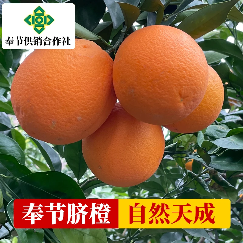 【果园直发10斤小果】正宗重庆奉节脐橙纽荷尔多汁脆嫩新鲜现摘现发