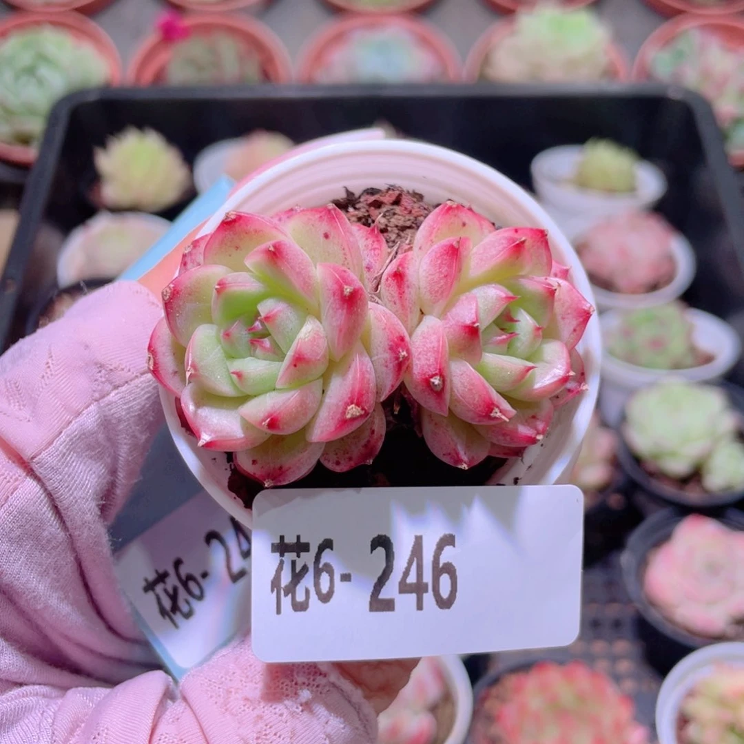花利美6-246新品
