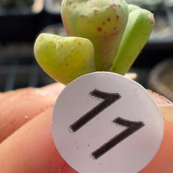 11号双12嗨一天不代表出货价格