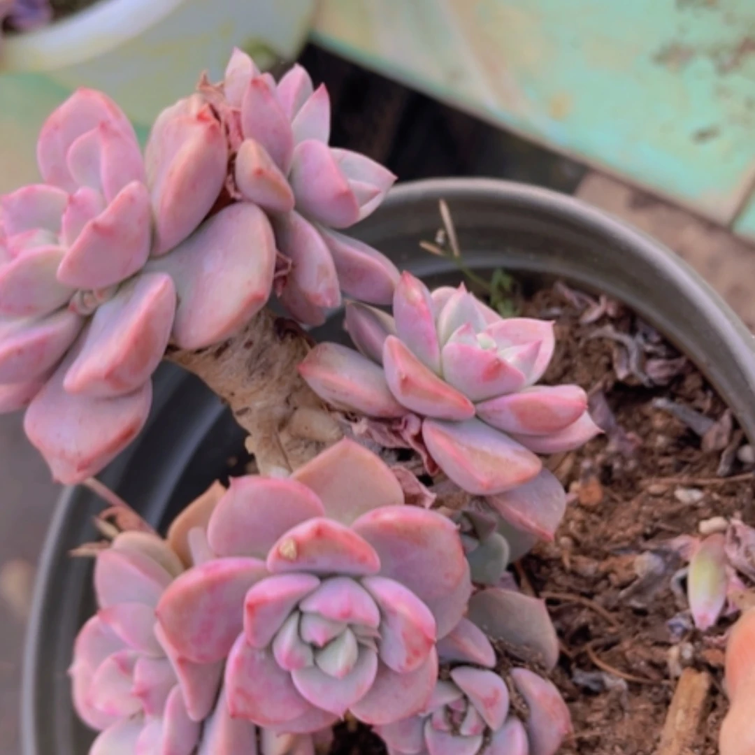 【闪购商品】红粉佳人17242