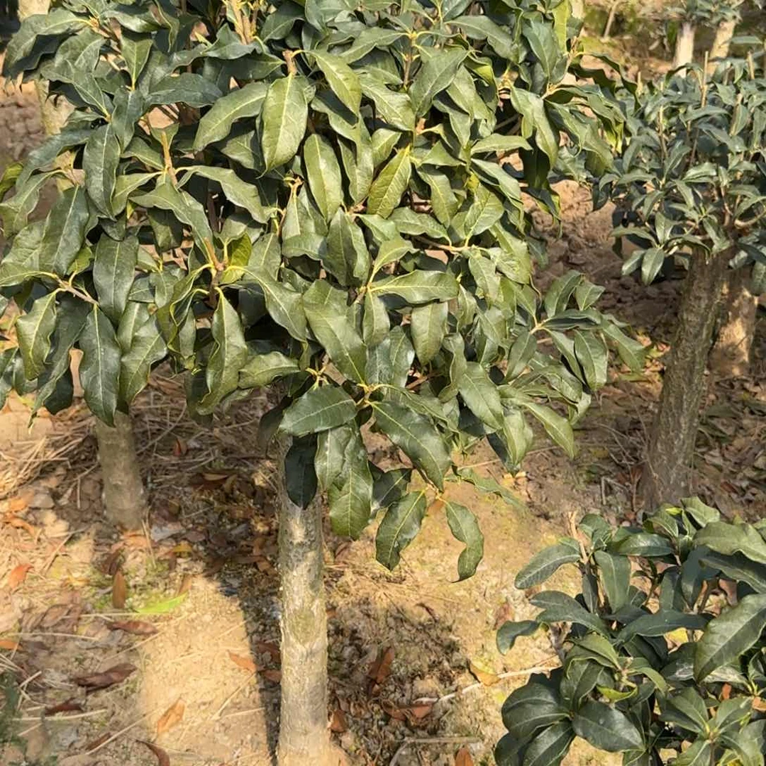 心****见桂花。八月桂系列