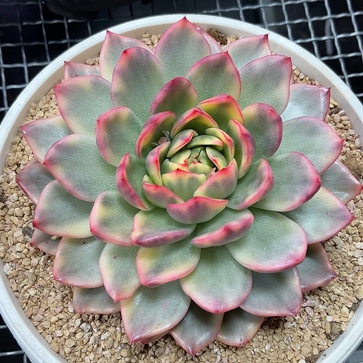 玫瑰东云锦超大单头