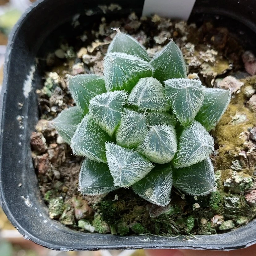 【闪购商品】151白泽