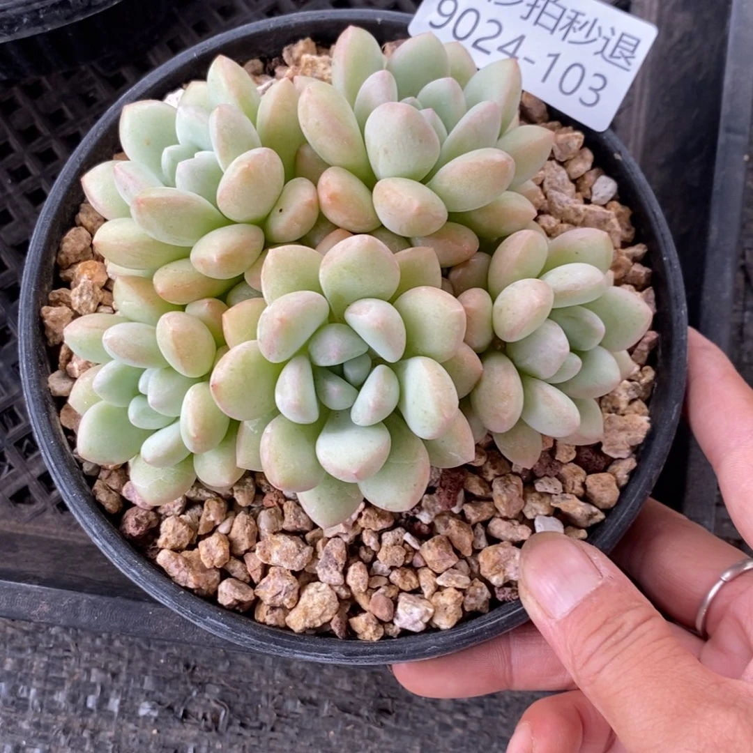 夏悦多肉927-103泡泡糖