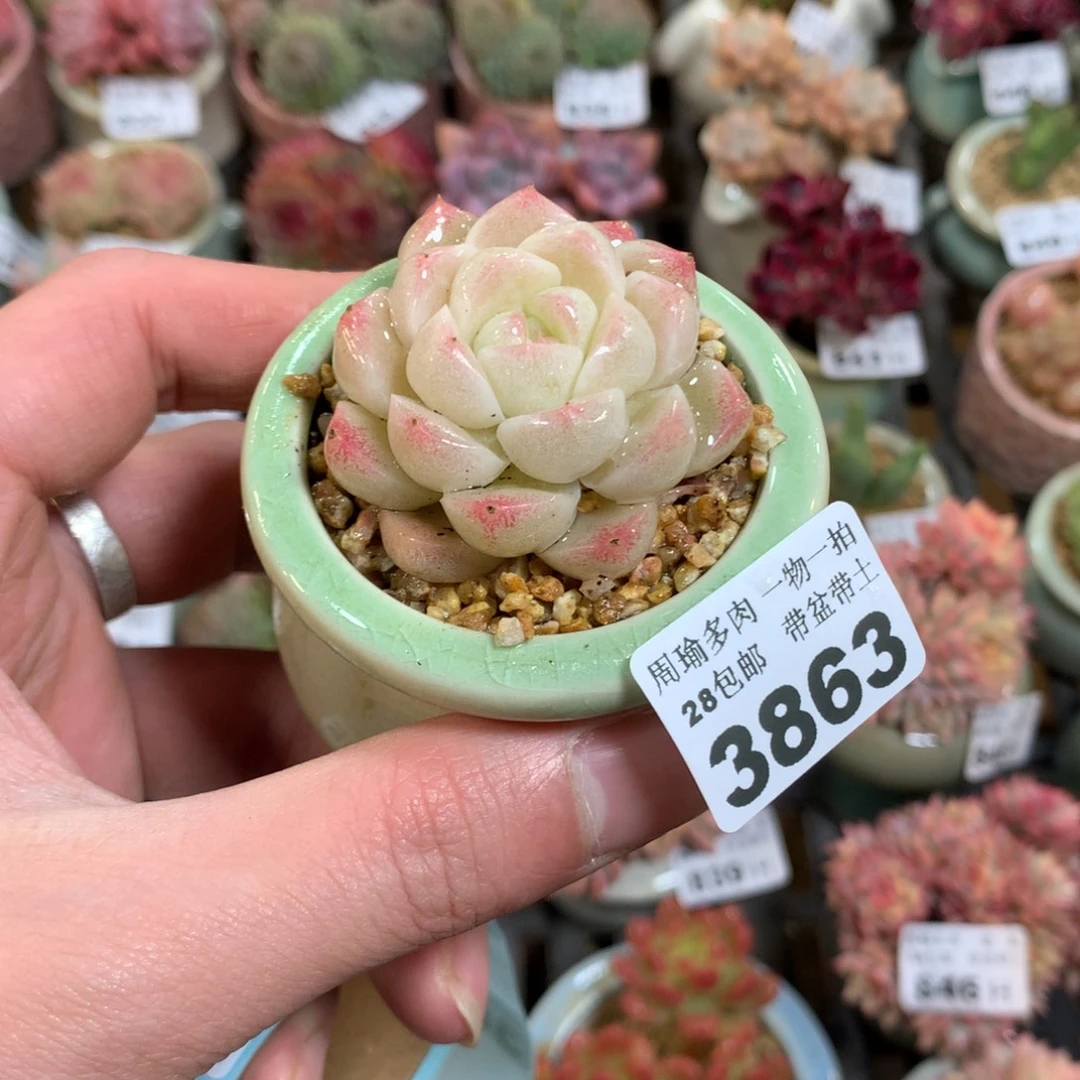 5厘米盆精控多肉3863