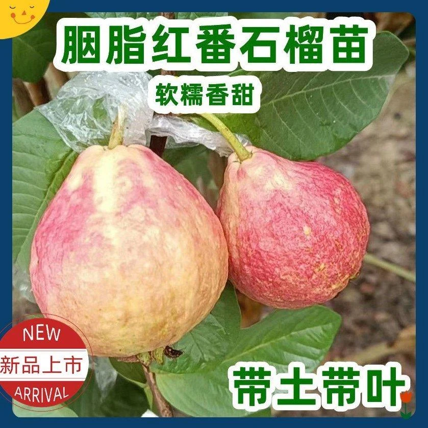 广东嫁接胭脂红番石榴果树苗白肉珍珠芭乐苗南方庭院种植果苗带土