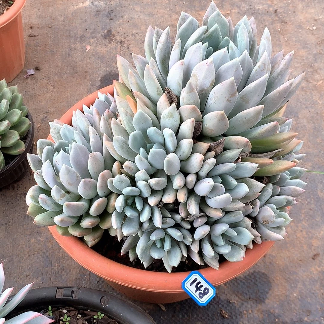 148胖美人 一物一拍多肉