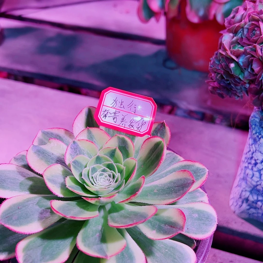 独行多肉植物保护研究所