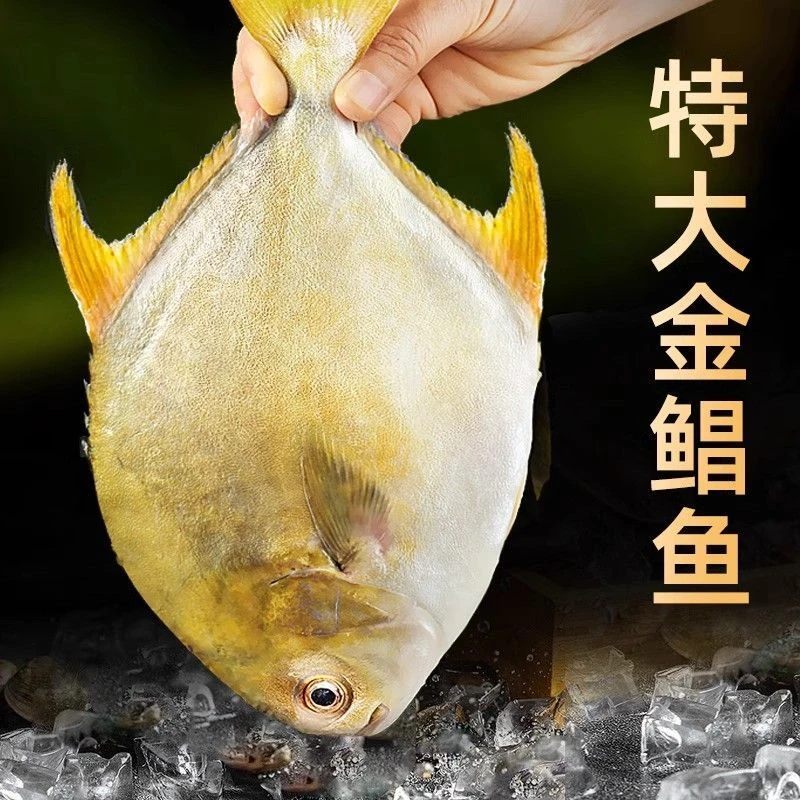 超大号海捕金鲳鱼鲜活冷冻海鲜产品