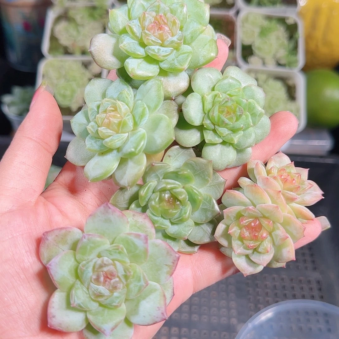 0916---169糖心珍妮