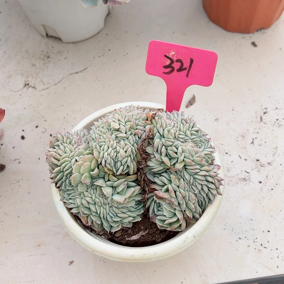 R***N321雅典娜缀多肉植物