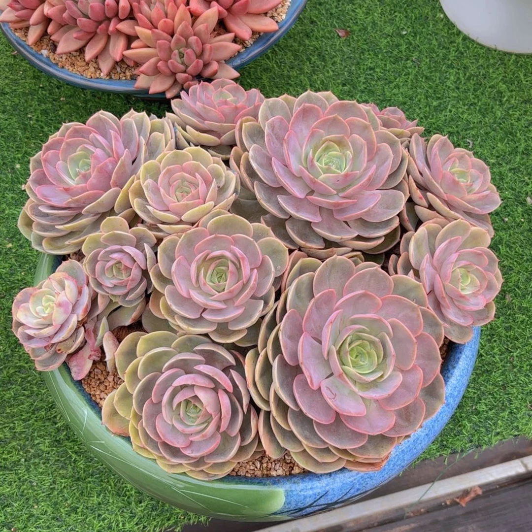 一物一拍，蓝色苍鹭