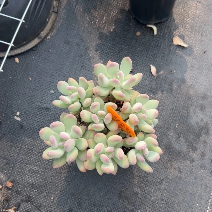 无花朵小****斯多肉植物等野生植物资源