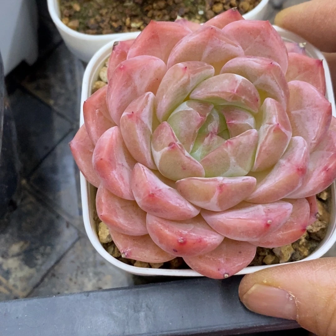 精品多肉一物一拍不包整424