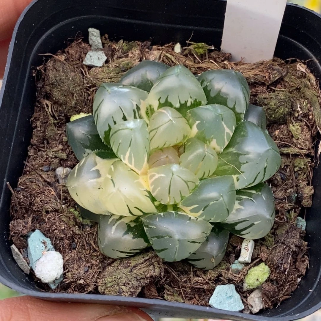 2号水中月玉露锦玉露锦