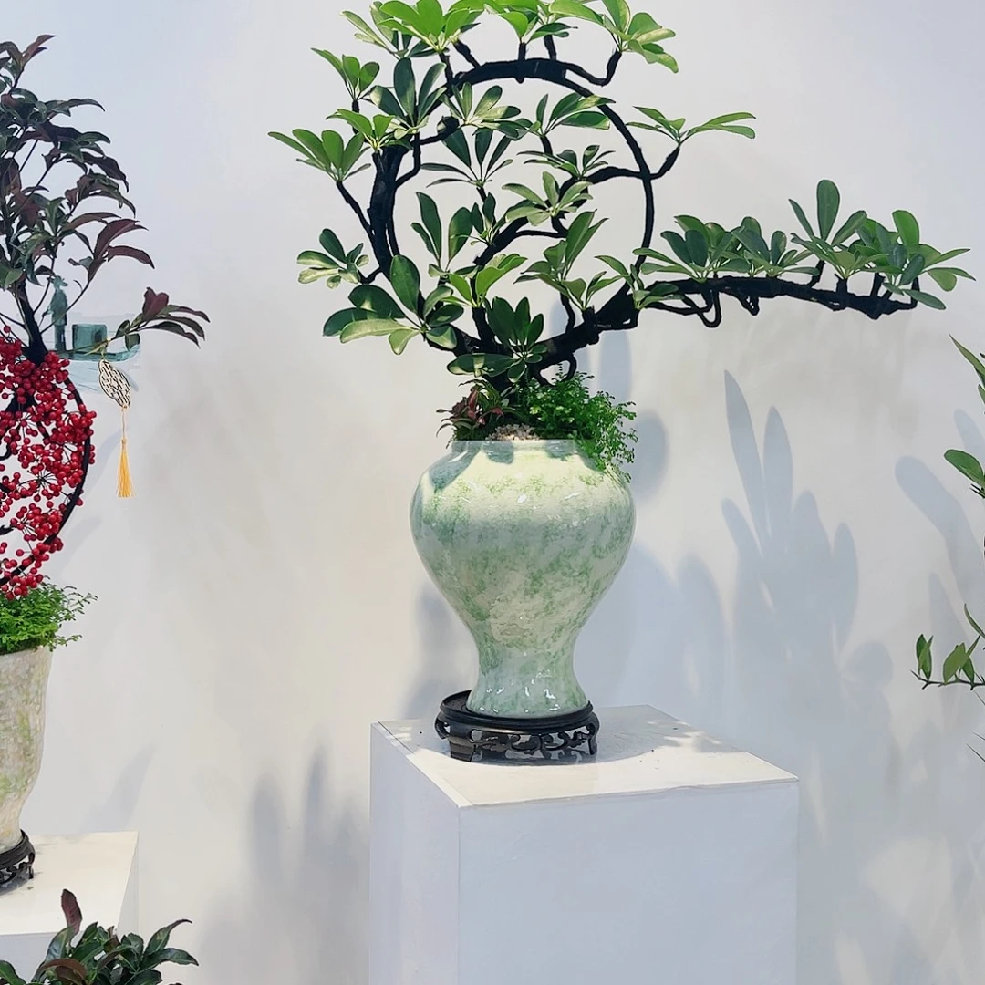 无花朵高端盆景一物一拍