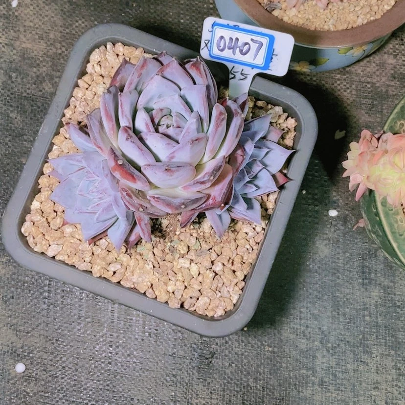 【闪购商品】不****调0407